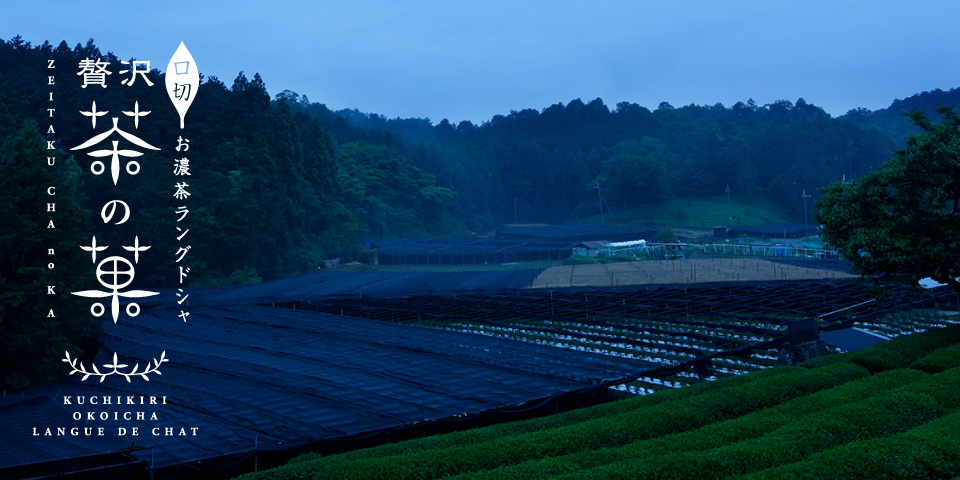 口切お濃茶ラングドシャ 贅沢茶の菓