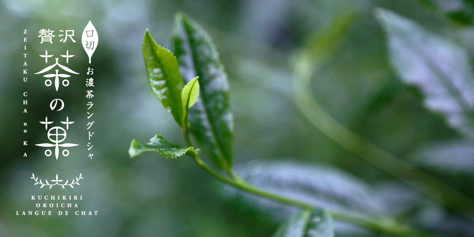 口切お濃茶ラングドシャ 贅沢茶の菓